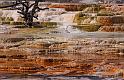 051 yellowstone, mammoth hot springs, upper terraces